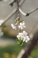 blooming cherry
