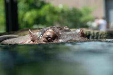 hippopotamus in the water