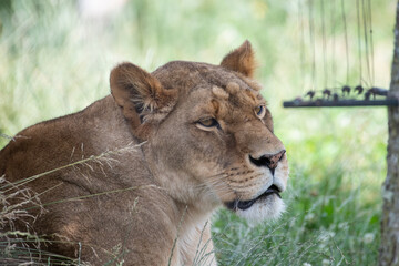 Lioness