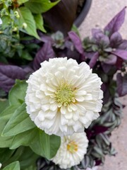white zinnia flower in the garden