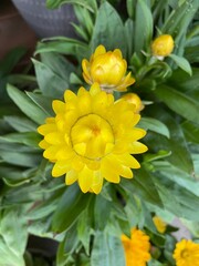 yellow strawflower flowers in the garden