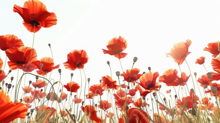 Obraz premium Bright red poppies bloom in a sunny meadow. This stunning landscape captures the beauty of nature. Ideal for backgrounds, nature concepts, and serene photography styles. AI
