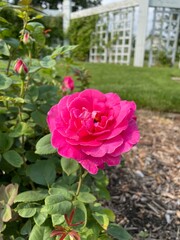 pink garden roses