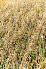 Harvesting grain in a field in the countryside, bales of straw