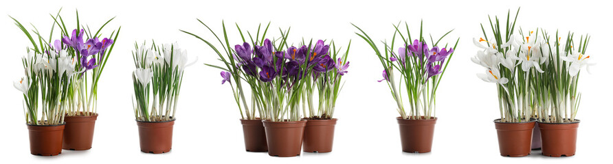 Set of many pots with blooming crocus plants on white background