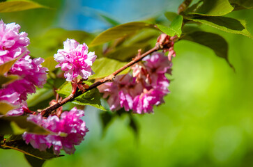 Japanese cherry blossoms on a green natural background
