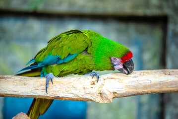 Military macaw is sitting on a branch