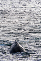 Close-up of the back and dorsal fin of a diving humpback whale -Megaptera novaeangliae. Image taken...