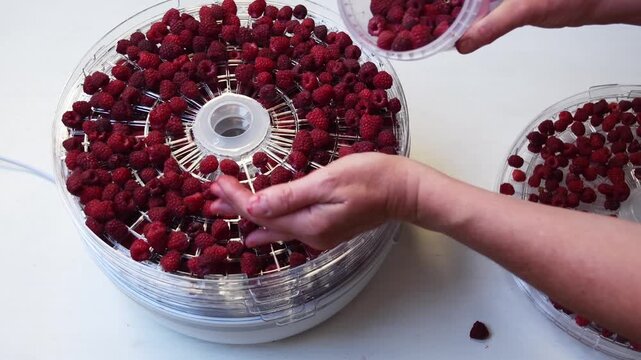  housewife lays out the collected fresh raspberries on the grates of an electric dehydrator for drying for the winter, prepares fruits and berries, saving during the food crisis