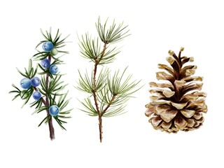 Set of evergreen branch spruce, pine and brown bump Watercolor illustration. 