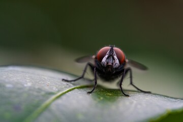 Detailed close-up macro of a shiny golden greenbottle fly sitting on a leaf. Domestic fly. close up compound eyes of fly on green background. Fly on a leaf macro