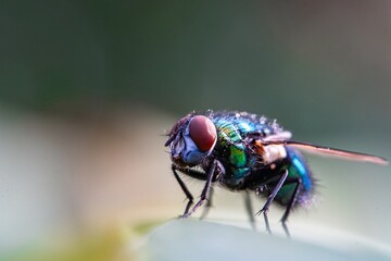 Detailed close-up macro of a shiny golden greenbottle fly sitting on a leaf. Domestic fly. close up...