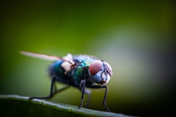 Detailed close-up macro of a shiny golden greenbottle fly sitting on a leaf. Domestic fly. close up...