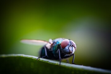 Detailed close-up macro of a shiny golden greenbottle fly sitting on a leaf. Domestic fly. close up...