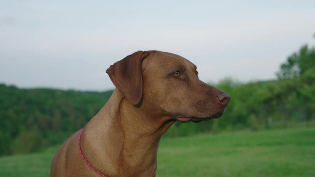 portrait of cute ridgeback dog outdoors