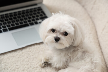 Cute white Bolognese dog sitting on sofa with laptop in room, closeup