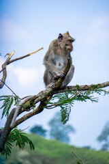 Macaca fascicularis (Monyet kra, kera ekor panjang, monyet ekor panjang, long-tailed macaque, monyet pemakan kepiting, crab-eating monkey) on the tree.