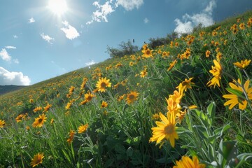 Balsam root flowers basking in sunlight on a hillside