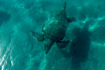 Fototapeta premium The Loggerhead turtle Caretta-Caretta swimming in Zakynthos island, Greece.