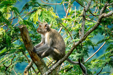 Macaca fascicularis (Monyet kra, kera ekor panjang, monyet ekor panjang, long-tailed macaque, monyet pemakan kepiting, crab-eating monkey) on the tree.
