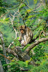 Macaca fascicularis (Monyet kra, kera ekor panjang, monyet ekor panjang, long-tailed macaque, monyet pemakan kepiting, crab-eating monkey) on the tree.