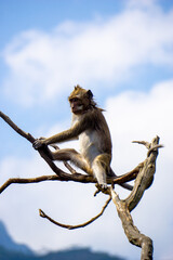 Macaca fascicularis (Monyet kra, kera ekor panjang, monyet ekor panjang, long-tailed macaque, monyet pemakan kepiting, crab-eating monkey) on the tree.