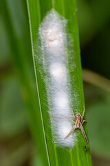 Nursery web spider guarding its nest.