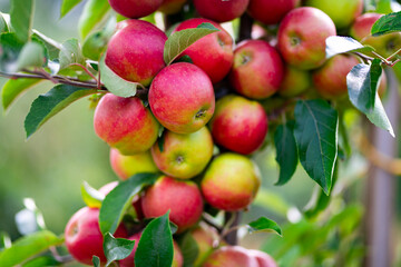 Apple trees with ripe red apples in the garden. Natural red apples on branches of trees. Autumn apple orchard. Red juicy apples in apple orchard.