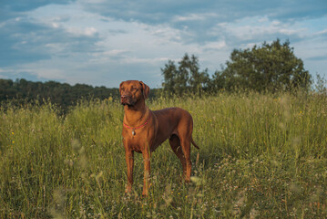 portrait of cute ridgeback dog outdoors