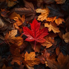2. A close-up of a single maple leaf in brilliant red hues resting on a bed of golden leaves, creating a stunning autumnal contrast