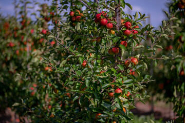 Apple orchard. Harvest of fresh red apples. Ripe juicy apples on a branch in the garden. Juicy apples in the apple plantation.