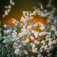 blackthorn bushes with white flowers, against a background of bare branches, close-up, at sunset