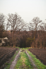 Obraz premium a dirt road with glimpses of green grass and empty fields around it, leading to a forest with bare trees without foliage, against a gray sky