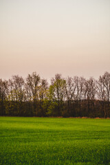 green field with young grass, against the backdrop of bare trees, during a warm spring sunset