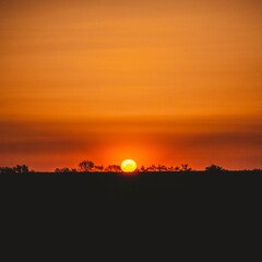 lush green field, behind which grow bare trees, against the backdrop of a bright orange sky with a bright sunset sun