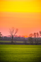 lush green field, behind which grow bare trees, against the backdrop of a bright orange sky with a bright sunset sun