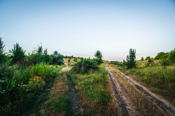 a dirt road leading to a dense green forest, flanked by lush bushes and trees, against the backdrop of a warm orange sunset sky