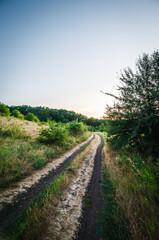 a dirt road leading to a dense green forest, flanked by lush bushes and trees, against the backdrop of a warm orange sunset sky
