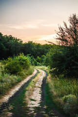 a dirt road leading to a dense green forest, flanked by lush bushes and trees, against the backdrop of a warm orange sunset sky