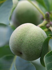 Tokyo, Japan - July 25, 2024: Fresh walnuts on a tree
