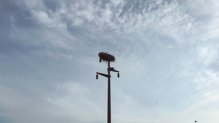 A white stork in a nest that is built on a high electric pole. Ornithology bird watching. High quality photo