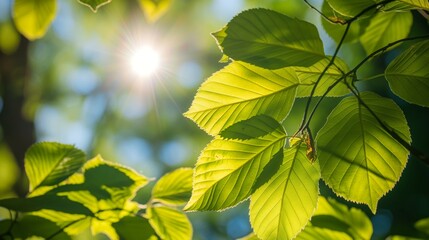 Closeup of green leaves seen from bottom to top under blue sky and summer sun. Green leaves in backlit details.