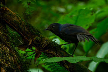 Javan whistling thrush (Myophonus glaucinus) perching on a mossy branch in Gunung Gede National Park, Indonesia. Natural bokeh background