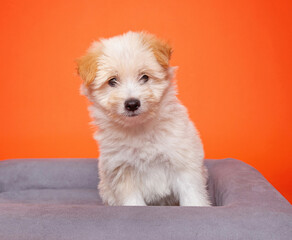 cute dog on an isolated background in a studio shot