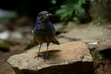 Javan whistling thrush (Myophonus glaucinus) perching on a jungle rock in Gunung Gede National Park, Indonesia. Natural bokeh background