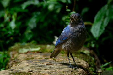 Javan whistling thrush (Myophonus glaucinus) perching on a jungle rock in Gunung Gede National Park, Indonesia. Natural bokeh background