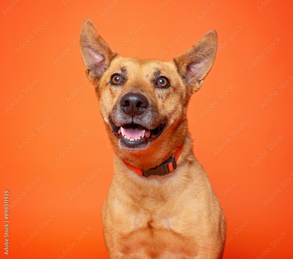 Wall mural cute dog on an isolated background in a studio shot