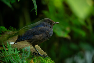 Obraz premium Javan whistling thrush (Myophonus glaucinus) perching on a jungle rock in Gunung Gede National Park, Indonesia. Natural bokeh background