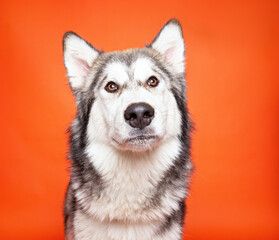 Obraz premium cute dog on an isolated background in a studio shot