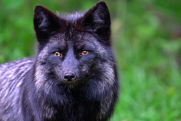 Silver, Black or sometimes called Blue Fox (Vulpes vulpes) Portrait